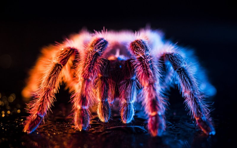 Паутина птицееда