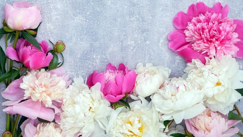 Пудровые пионы