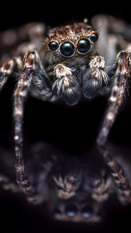 Красивые паучки