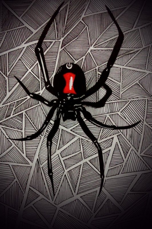 Каракурт паук арт