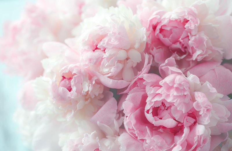 Пион нежно-розовый