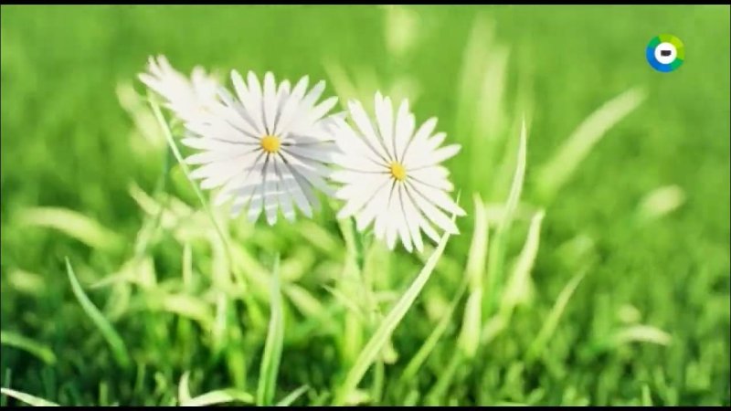 Первый канал заставки лето