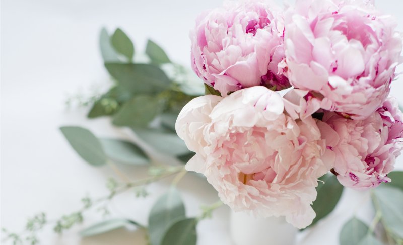 Пион нежно-розовый