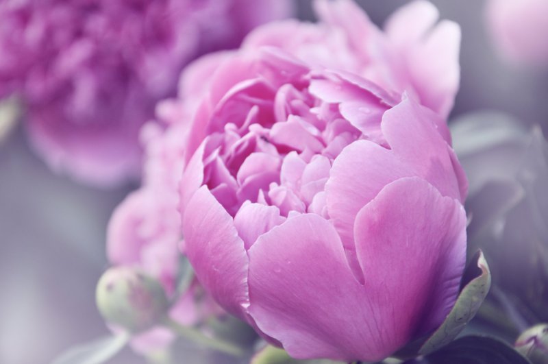 Тюльпан Purple Peony