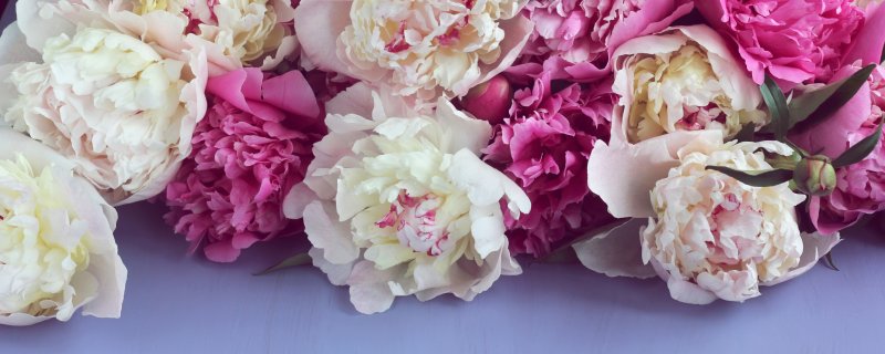 Джошуа Шольтен пионы