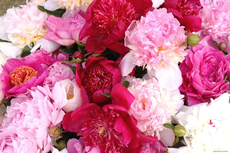 Розоподобные пионы