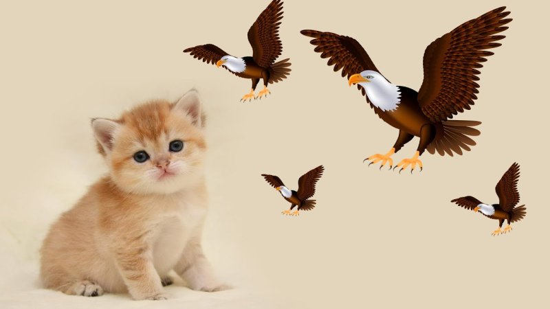 Фильм для кошек про птичек