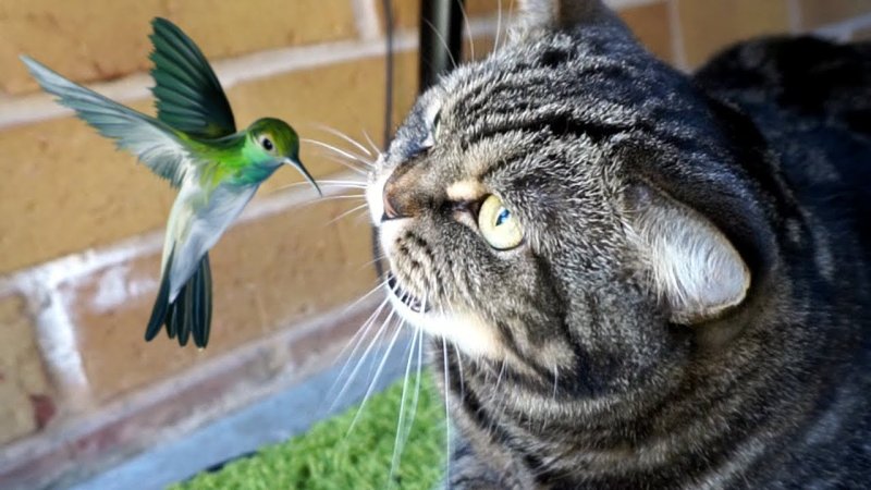 Коты стрекочут