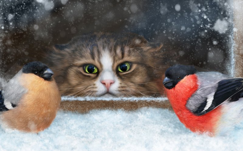 Кошки зимой