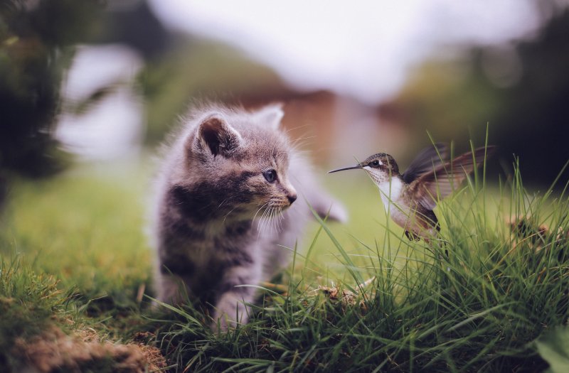 Природа и животные