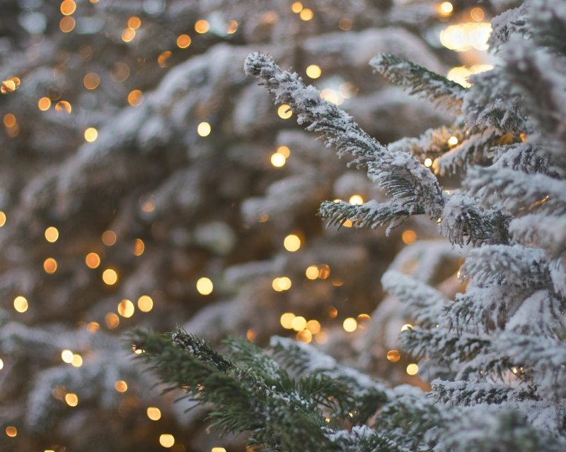 Заснеженная ветка