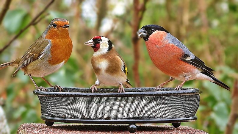 Птички для кошек на экране