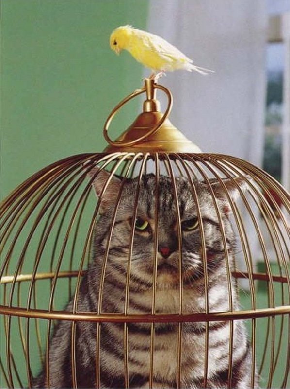 Птичка в клетке прикол