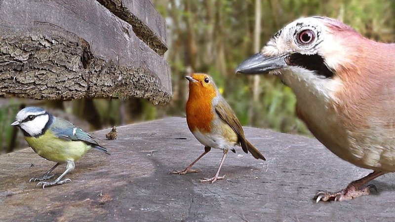 Птичка на роликах