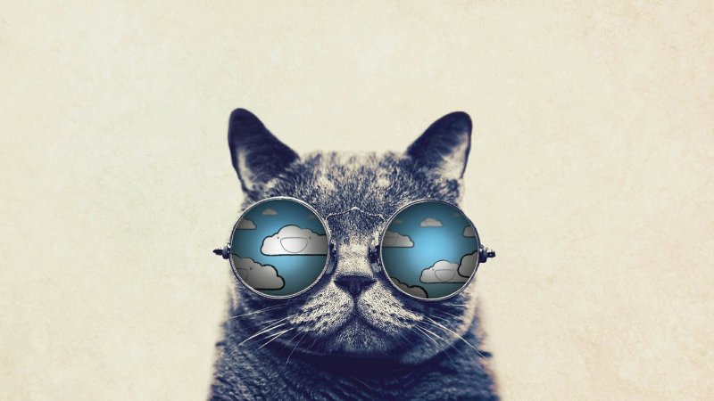 Кот в очках