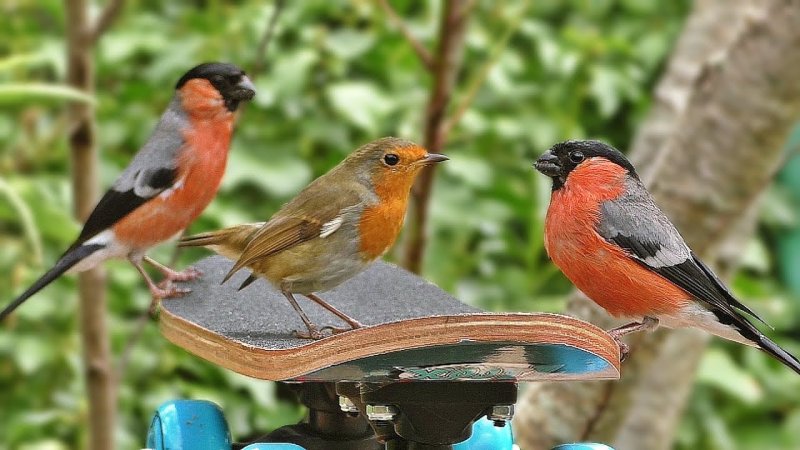 Фильм для кошек про птичек