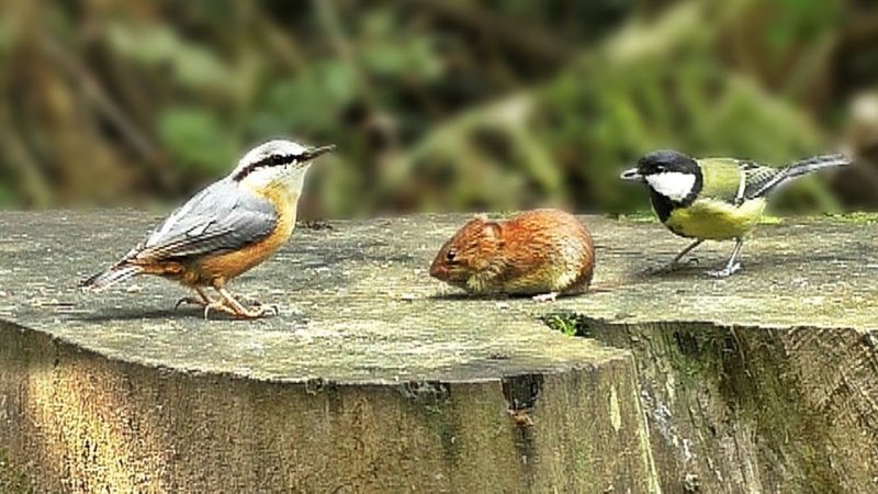 Кот птичку мышку