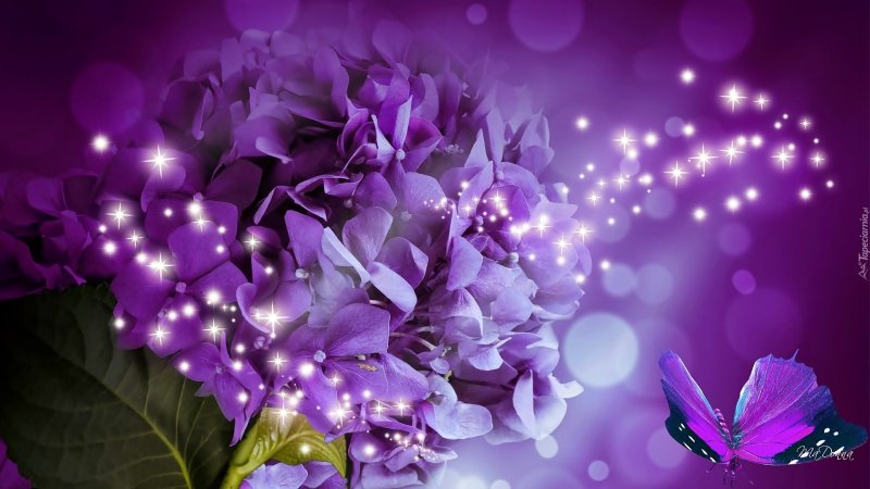 Фиолетовый цвет