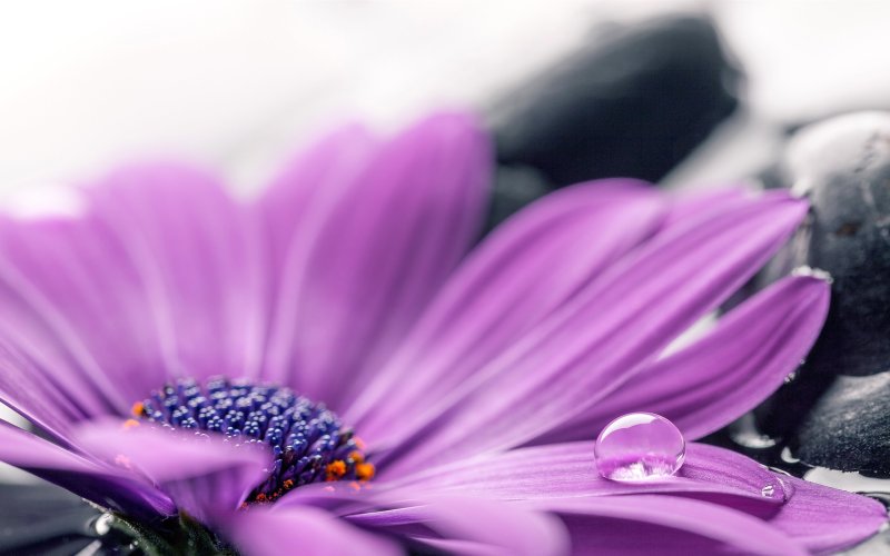 Сиреневый цвет