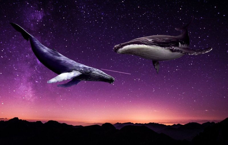 Киты в небе