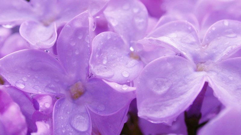 Фиолетовые цветы