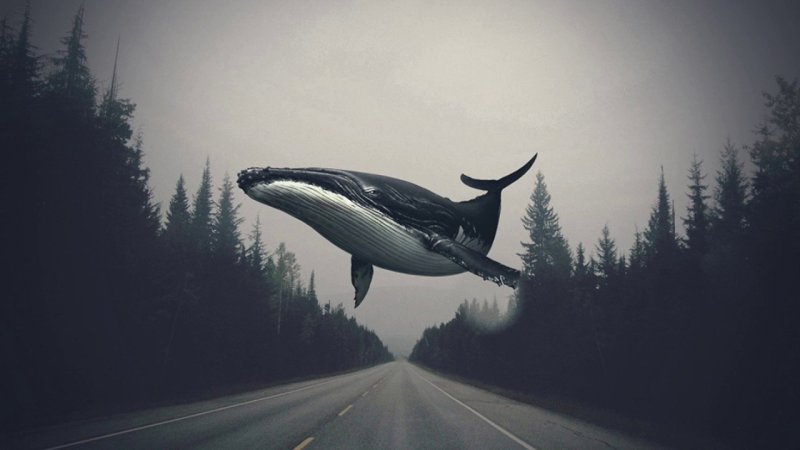 Киты в небе