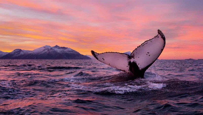 Красивый кит