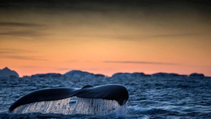 ГНПП Касатка Абхазия