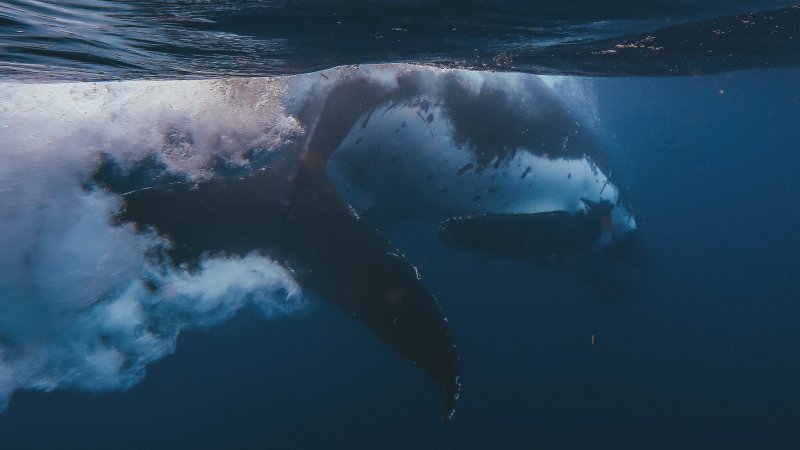 Киты в небе