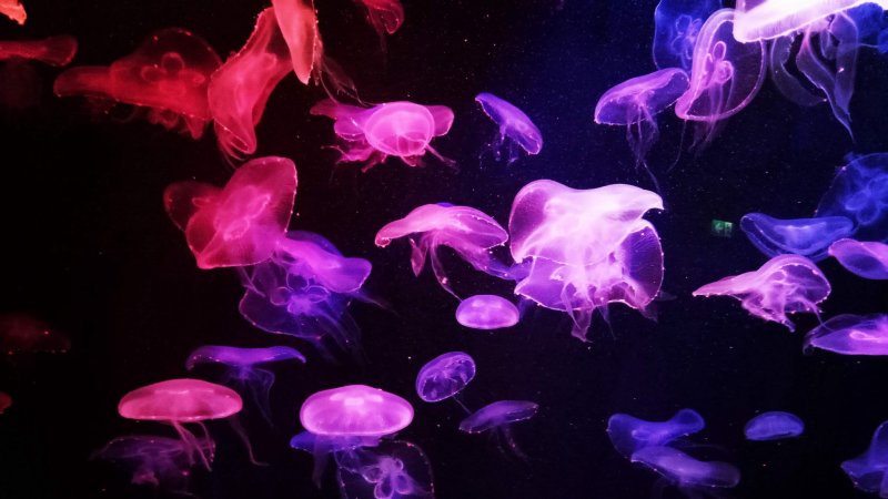 Медуза Джеллифиш