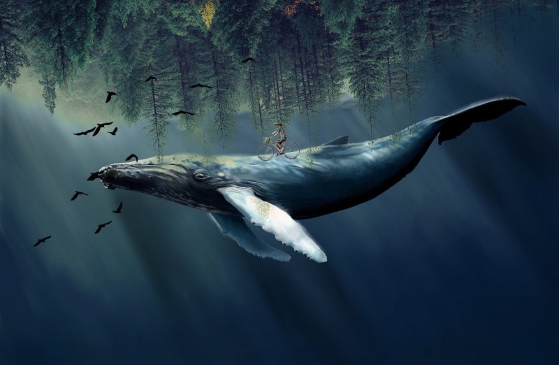 Летающий кит