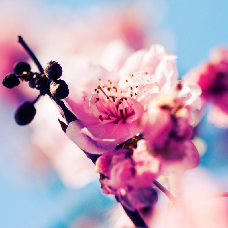 Весенние цветы макро