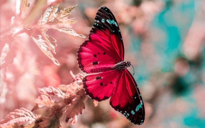 Яркие тропические бабочки