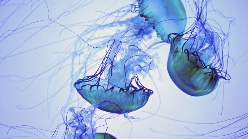 Медузы фон