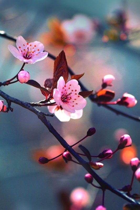 Ветка цветущего дерева