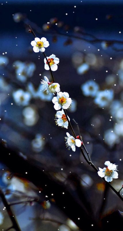 Весенний вечер цветы