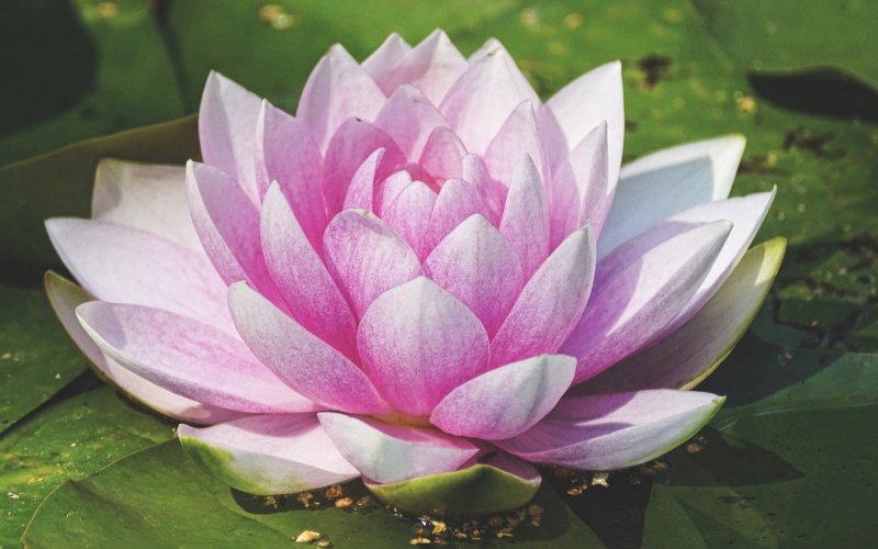 Королевский Лотос