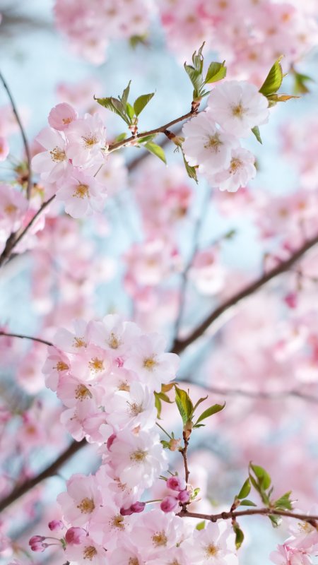 Черри блоссом цветок