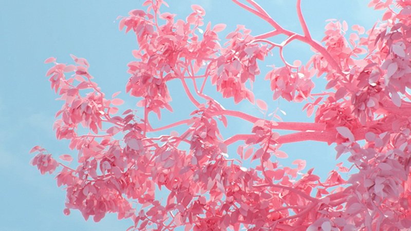 Эстетика розового цвета