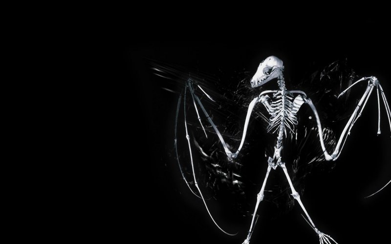Картинки на рабочий стол скелеты