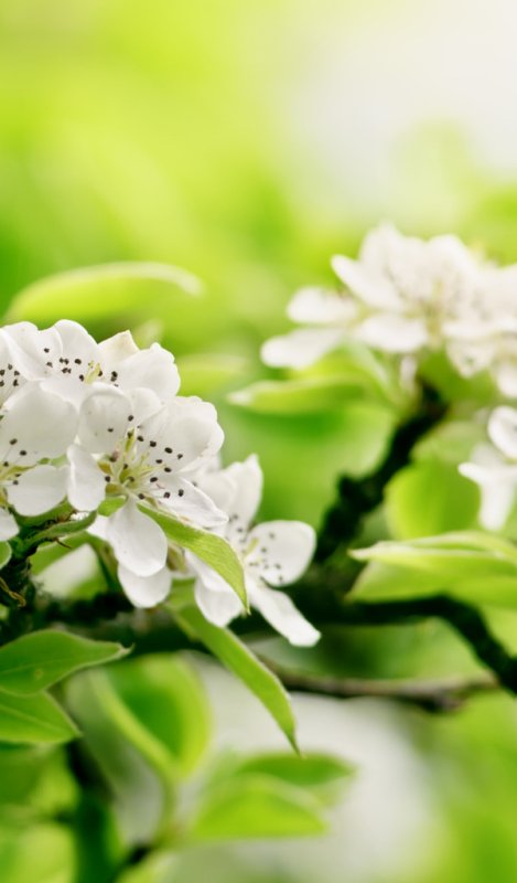 Весна салатовый