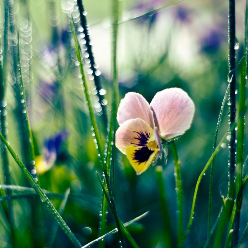 Анютины глазки полевые