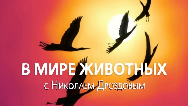 В мире животных с Николаем Дроздовым