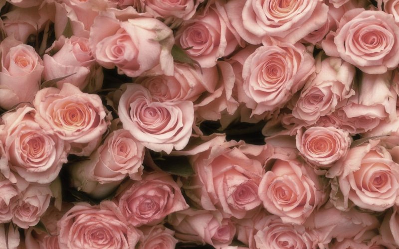 Роза кустовая Тесса