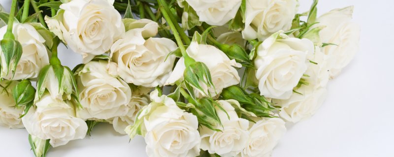 Открытки с белыми розами