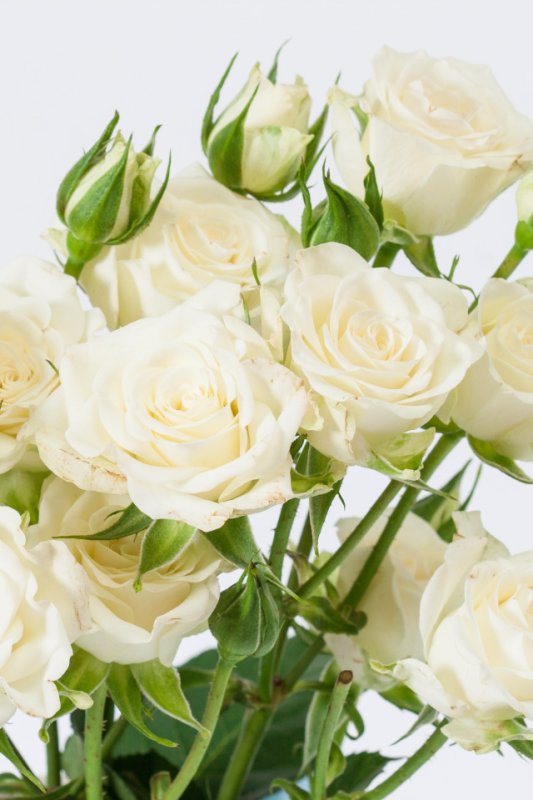 Роза кустовая Парковая