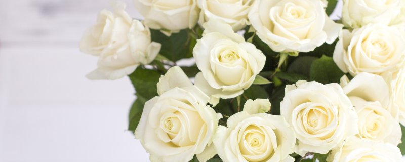 Роза на белом фоне