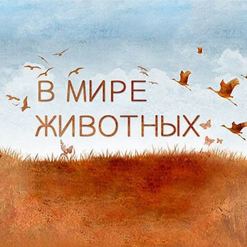 Заставка передачи в мире животных