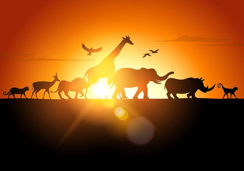 В мире животных заставка