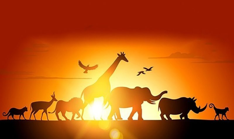 Заставка передачи в мире животных